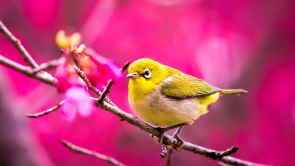 Wallpaper Tree, White, Birds, Desktop, Bird, Pink, Blur, Chubby, Green, Spring, Stick, Standing, Background