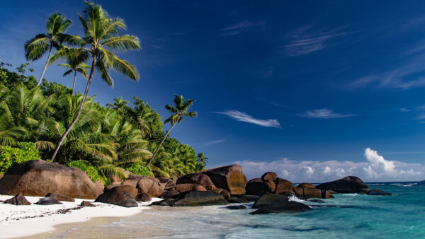 Wallpaper Waves, Rocks, Palm, Mobile, Sand, Beach, Sky, Trees, Stone, Blue, Under, Desktop