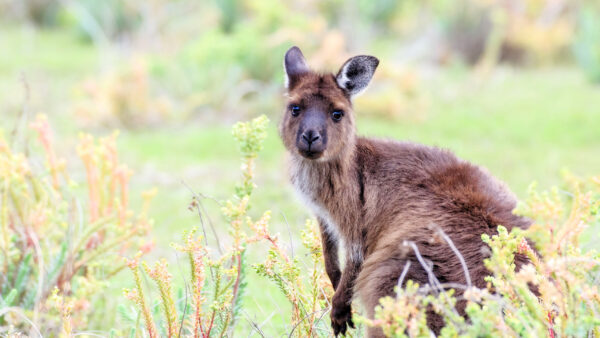 Wallpaper Animals, Brown, Kangaroo, Desktop