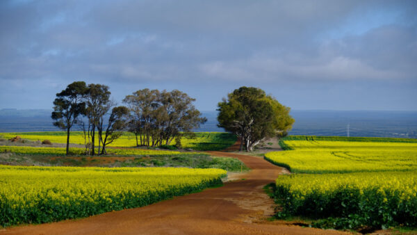 Wallpaper Mobile, Nature, Sky, Between, Field, Path, Sand, Yellow, Blue, Background, Plants, Trees, Flowers, Desktop