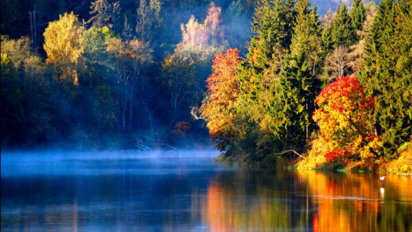 Wallpaper Reflection, Body, Trees, Water, Forest, Colorful, Nature