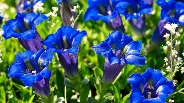 Wallpaper Flowers, Gentian, Blue