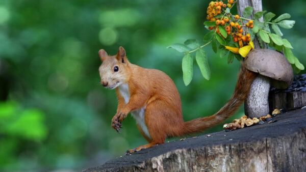 Wallpaper Desktop, Trees, Green, Red, Background, With, Shallow, Squirrel