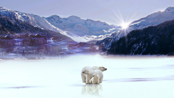 Wallpaper Desktop, Sunbeam, With, Trees, Background, Animals, Bears, Polar, Mountain, And, Snow, Covered