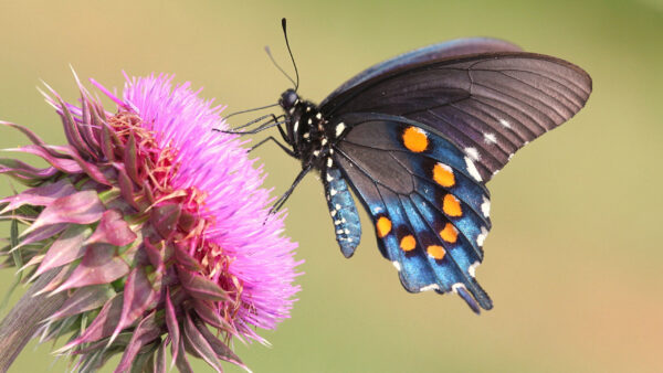 Wallpaper Flower, Blur, Background, Green, Yellow, Black, Desktop, Blue, Designed, Butterfly, Dots, Pink