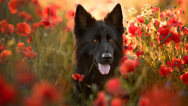 Wallpaper Red, Black, Flowers, German, Standing, Field, Shepherd, Poppy, Dog