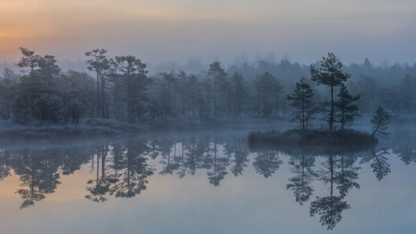 Wallpaper During, Nature, Trees, Morning, Foggy, Reflection, With, Lake, Desktop