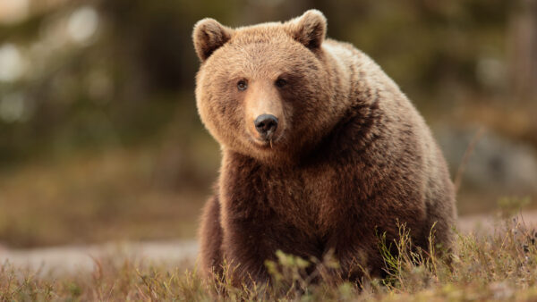 Wallpaper Blur, Brown, Bear, Sitting, Background