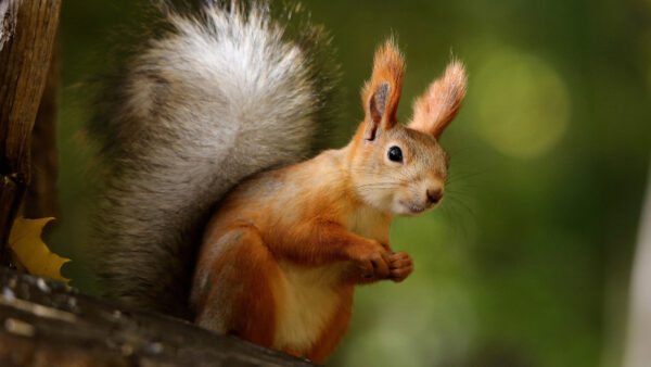 Wallpaper Background, Shallow, Red, Desktop, Eurasian, With, Squirrel