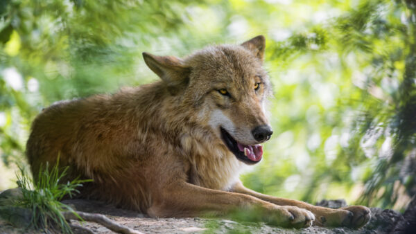 Wallpaper Wolf, Animals, Desktop, Animal