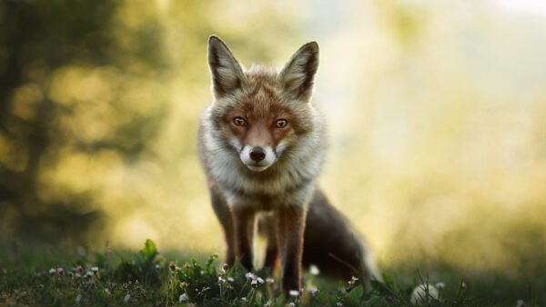 Wallpaper With, Brown, Desktop, Eyes, Animals, Fox