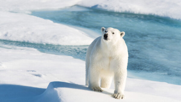 Wallpaper Bear, Polar, Background, And, Animals, With, Snow, Water, Desktop