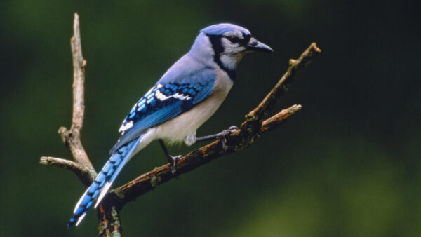 Wallpaper White, Standing, Jay, Background, Birds, Stick, Blur, Blue, Green, Bird