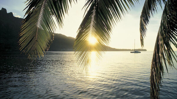 Wallpaper Sunrays, Tree, Palm, Leaf