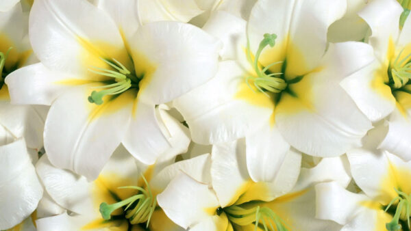 Wallpaper Flowers, Lilies, Closeup, Stamens, White
