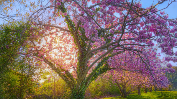 Wallpaper Pink, Blue, Blossom, Tree, Flowers, Sunrays, Background, Leaves, Branches, Sky, Green