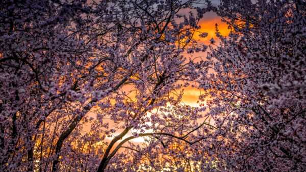 Wallpaper White, Trees, Cherry, Background, Evening, During, Time, Sunset, Flowers, Blossoms, Spring