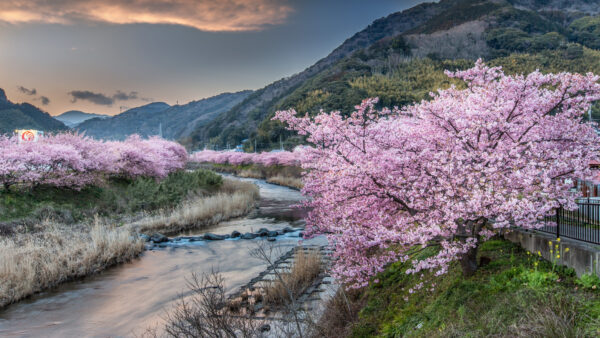 Wallpaper Blue, Background, Pink, Blossom, Nature, Sky, Desktop, Tree, Branches, Mobile, Beautiful, Scenery, Mountains, River, Flowers, Spring, Stream