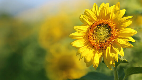 Wallpaper View, Closeup, Blur, Yellow, Sunflower, Background, Flowers