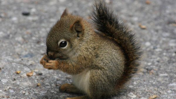 Wallpaper Squirrel, Nuts, Cub, Eating