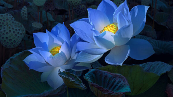 Wallpaper Leaves, Lotus, View, Dark, Closeup, Green, Big, Background, White, Flowers