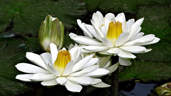 Wallpaper Flowers, Water, Multi-Petaled, White, Two