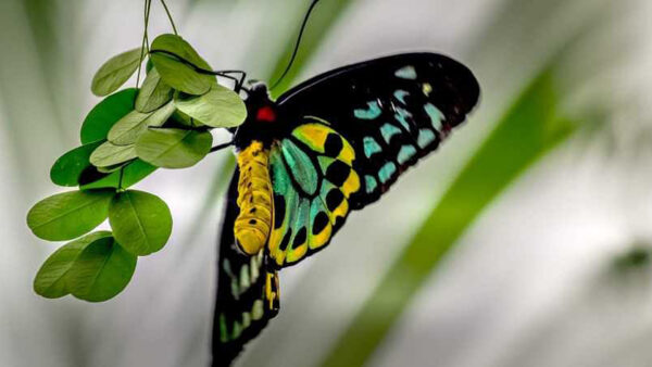 Wallpaper Butterfly, View, Closeup, Leaves, Background, Blur, Green, Colorful