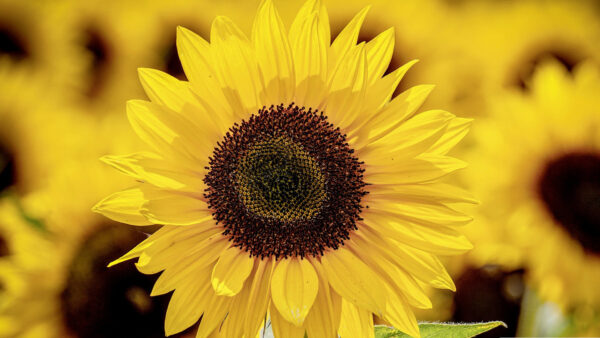 Wallpaper Closeup, Sunflower, Photo, Field, Yellow, Background, Sunflowers, Blur