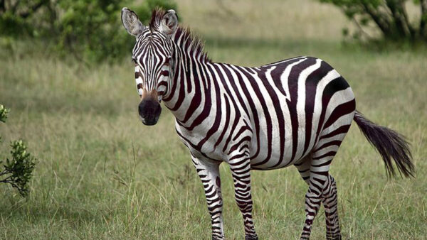 Wallpaper Standing, Grass, Background, Zebra, Green, Blur