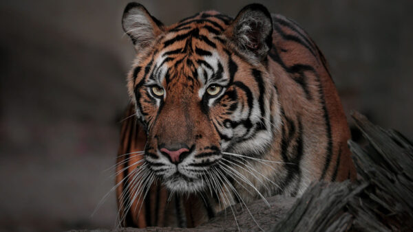 Wallpaper Background, Look, Tiger, Trunk, Blur, Sitting, Stare, Tree, With, Near