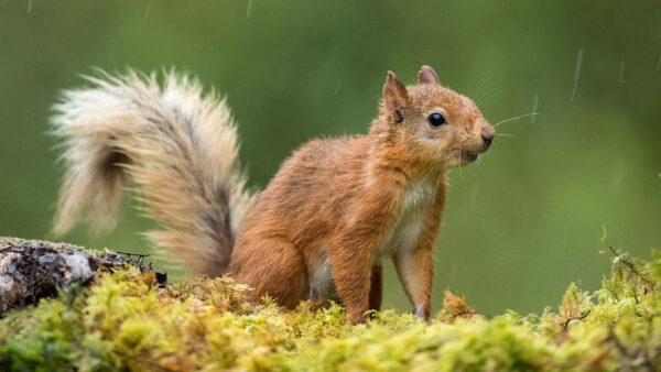 Wallpaper Squirrel, Background, Brown, Blur, Green, Small, Plants, Sitting