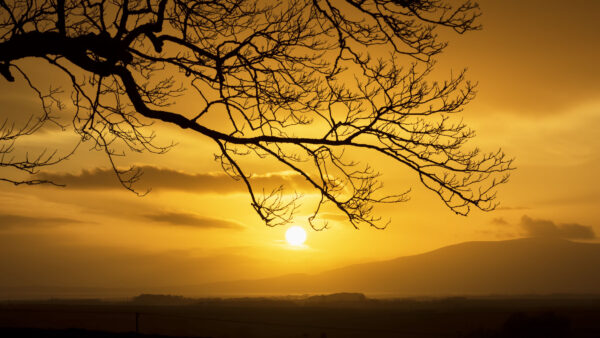 Wallpaper Silhouette, Desktop, Background, Nature, Moon, Tree, Mobile, Branches