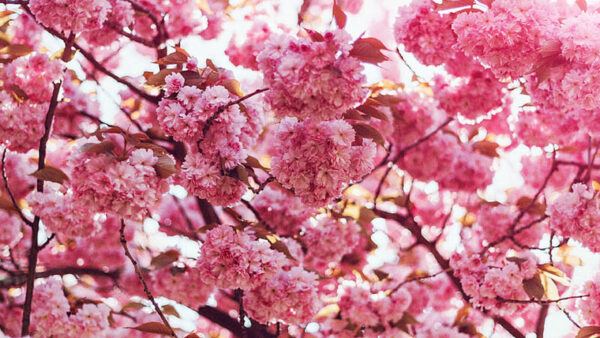 Wallpaper Tree, Blossom, Branches, Bokeh, Pink, Spring, Background, Flowers