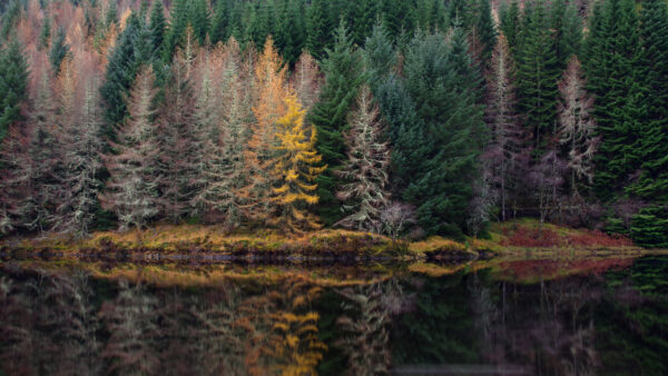 Wallpaper Green, Yellow, Nature, Autumn, Leaves, Landscape, Desktop, Reflection, Lake, Mobile, Trees, View, Forest