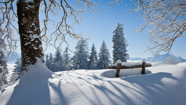 Wallpaper Covered, Winter, Background, Sky, Blue, Snow, Nature, Trees