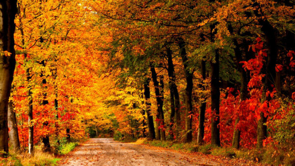 Wallpaper Green, Path, Orange, Yellow, Red, Autumn, Forest, Fall, Trees, Between, Sand