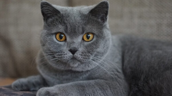 Wallpaper Eyes, Grey, Sitting, Couch, Yellow, Dark, Cat