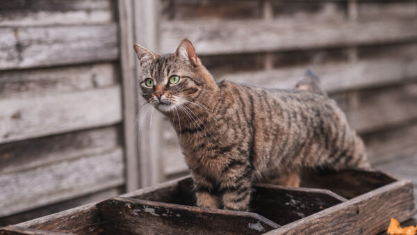 Wallpaper Standing, Wood, Black, Cat, Light, Ladder, Brown, Background, Blur, Inside