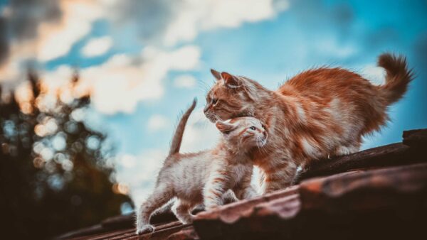 Wallpaper Top, Fur, Kitten, Sky, Cat, Blue, And, Roof, Standing, White, Are, Brown, Background, Blur