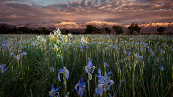 Wallpaper Field, Purple, Flowers, View, Nature, Covered, Sky, Blue, Landscape, White, Clouds, Under, Mountains, Snow, Closeup, And