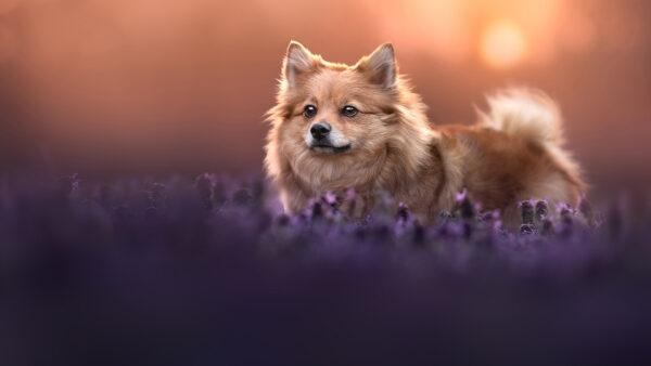 Wallpaper Blur, Spitz, Dog, Background, Brown, Standing, Bokeh, Puppy, Field, Lavender, Flowers