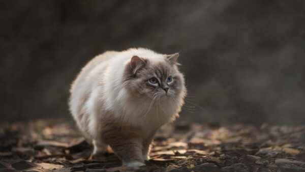 Wallpaper Desktop, Chubby, Eyes, Walking, Brown, Stones, Light, White, Fur, Background, Blue, Blur, Cat