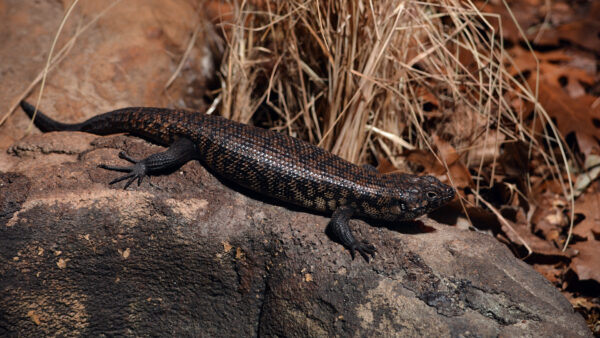 Wallpaper Background, Skink, Down, Lizard, Grass, Dry, Rock, Lying