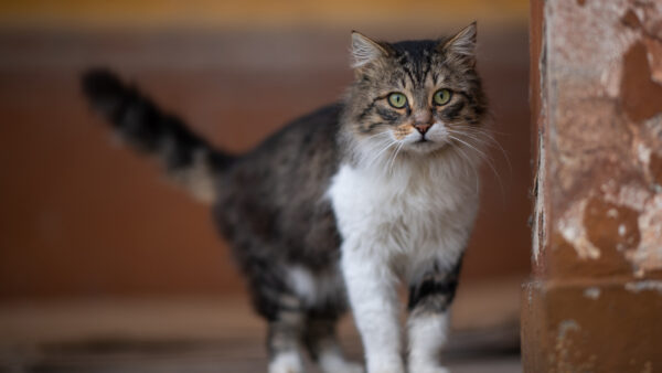 Wallpaper Blur, Black, Fur, Background, Near, White, Cat, WALL, Standing