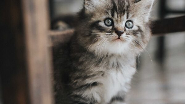 Wallpaper Grey, Eyes, Sitting, White, Under, Kitten, Black, Chair