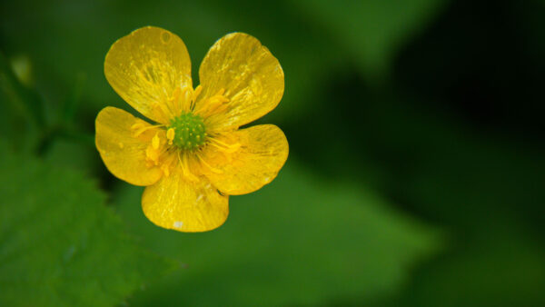 Wallpaper Background, Flower, Petals, Photography, Yellow, Blur, Buttercup, Green