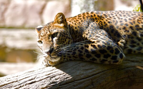 Wallpaper Leopard