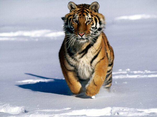 Wallpaper Tiger, Siberian, Charge!,
