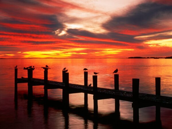 Wallpaper Sunset, Seagulls, Florida
