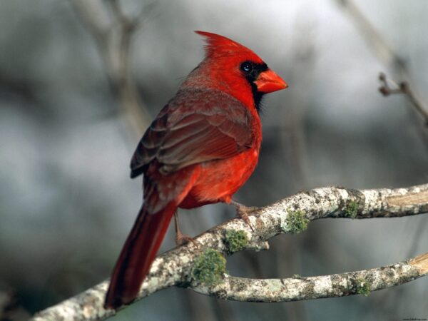 Wallpaper Cardinal